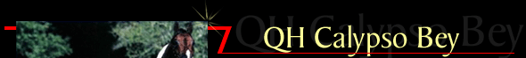 QH Calypso Bey